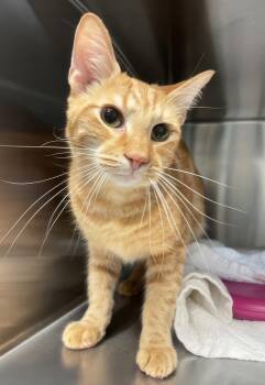 Rowdy -  Domestic Short Hair Cat for Adoption in Nashville, Tennessee - Rowdy | PetCurious