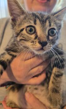 Oliver (Blue) -  Domestic Short Hair Cat for Adoption in Crocker, Missouri - Oliver (Blue) | PetCurious