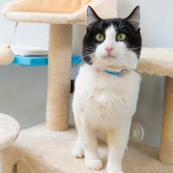 Dallas -  Domestic Short Hair Cat for Adoption in Long Beach, California - Dallas | PetCurious