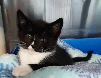 Tala -  Domestic Short Hair Cat for Adoption in Georgetown, Ohio - Tala | PetCurious