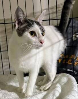 Rescue Tabby Cats for Adoption in Bothell, Washington - Hilary | PetCurious
