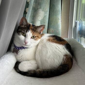 Domestic Short Hair Cats Available for Adoption in Pearland, Texas - Pebbles | PetCurious