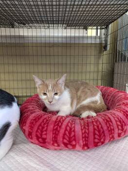 Kennedy -  American Shorthair Cat for Adoption in Concord, California - Kennedy | PetCurious