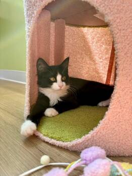 Rescue Domestic Medium Hair Cats for Adoption in Duchess, Alberta - Matata | PetCurious