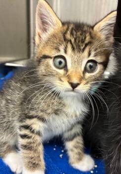 Domestic Short Hair Cats Available for Adoption in Hartsville, South Carolina - Pop | PetCurious