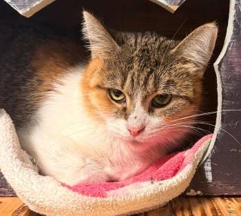 Domestic Short Hair Cats Available for Adoption in Defiance, Ohio - Bonnie | PetCurious