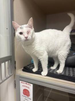Lyla -  Domestic Short Hair Cat for Adoption in Quakertown, Pennsylvania - Lyla | PetCurious