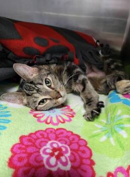 Rescue Domestic Short Hair Cats for Adoption in Chilton, Wisconsin - Gazelle | PetCurious