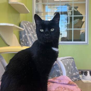 Tiny Tim -  Domestic Short Hair Cat for Adoption in Lynchburg, Virginia - Tiny Tim | PetCurious
