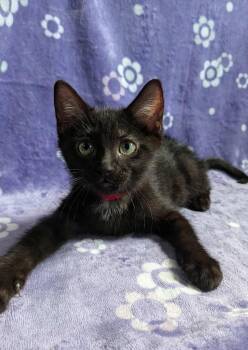 Rescue Domestic Short Hair Cats for Adoption in Tillsonburg, Ontario - EERIE | PetCurious