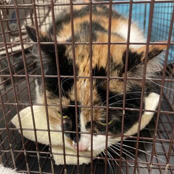 Stormi -  Domestic Short Hair Cat for Adoption in Chicago, Illinois - Stormi | PetCurious