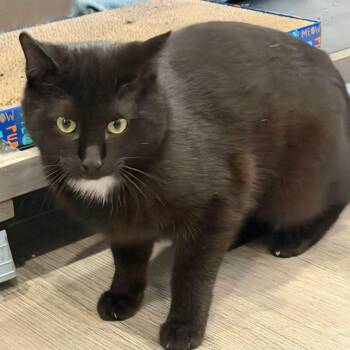 Domestic Short Hair Cats Available for Adoption in Washington, Pennsylvania - Lucky | PetCurious