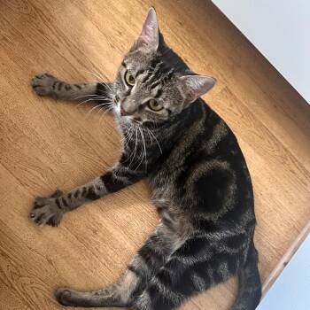 Tarragon -  Bengal and Domestic Short Hair Cat for Adoption in Port Richey, Florida - Tarragon | PetCurious