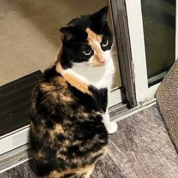 Mugi -  Domestic Short Hair Cat for Adoption in Clearwater, Florida - Mugi | PetCurious