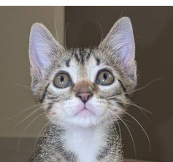 Domestic Short Hair Cats Available for Adoption in Lafayette, Louisiana - Markl | PetCurious