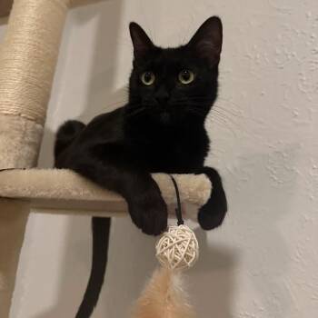 Domestic Short Hair Cats Available for Adoption - Malibu Delgado | PetCurious