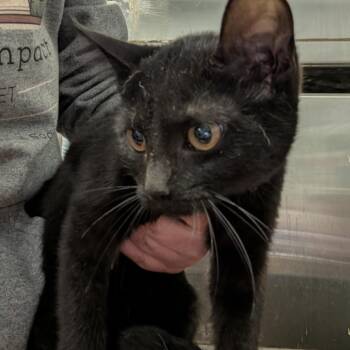 Domestic Short Hair Cats Available for Adoption - Do | PetCurious