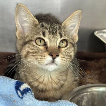 Gemini -  Domestic Short Hair Cat for Adoption in Matteson, Illinois - Gemini | PetCurious