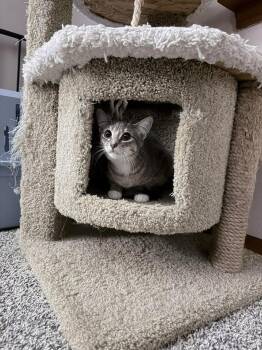 Domestic Short Hair Cats Available for Adoption - Dominque | PetCurious