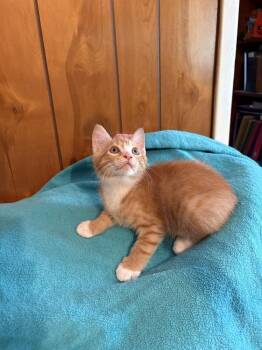 Domestic Short Hair Cats Available for Adoption in St. Augustine, Florida - Cara Cara | PetCurious