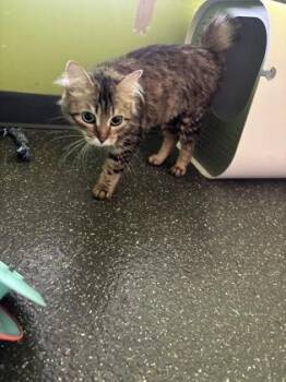 Domestic Short Hair Cats Available for Adoption in New Orleans, Louisiana - Lemon | PetCurious