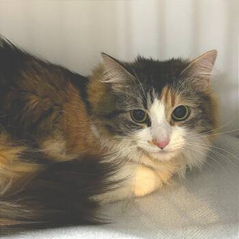 Domestic Medium Hair Cats Available for Adoption - Looney | PetCurious