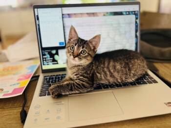 Bobby Bluebell -  Tabby Cat for Adoption in West Hollywood, California - Bobby Bluebell | PetCurious
