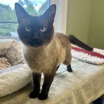 Siamese and Domestic Short Hair Cats Available for Adoption in East Montpelier, Vermont - Nashville | PetCurious