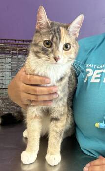 *Jelly* -  Domestic Short Hair Cat for Adoption in Salt Lake City, Utah - *Jelly* | PetCurious