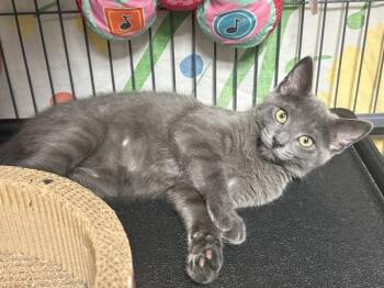 Fern -  Domestic Short Hair Cat for Adoption in Mount Laurel Township, New Jersey - Fern | PetCurious