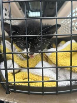 VALLEY -  Domestic Short Hair Cat for Adoption in Palmetto, Florida - VALLEY | PetCurious
