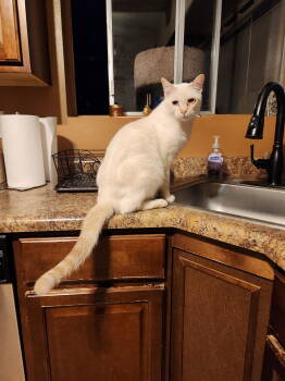 Rescue Siamese Cats for Adoption in Phoenix, Arizona - Frosty | PetCurious