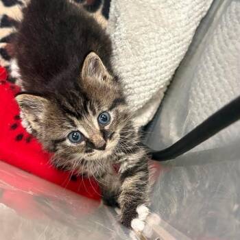 Tabby Cats Available for Adoption in Trophy Club, Texas - Elle | PetCurious