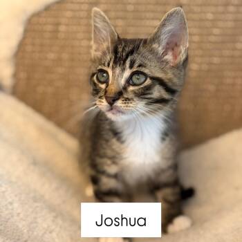 Joshua -  Domestic Short Hair Cat for Adoption in Renton, Washington - Joshua | PetCurious