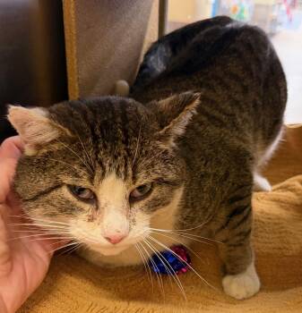 Domestic Short Hair Cats Available for Adoption - Monopoly | PetCurious