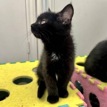 Domestic Medium Hair Cats Available for Adoption in Dallas, Texas - Huxley | PetCurious