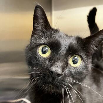 Dark Kween -  Domestic Short Hair Cat for Adoption - Dark Kween | PetCurious