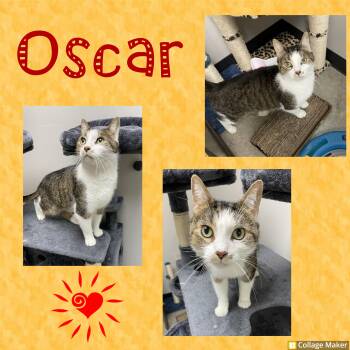 Oscar -  Domestic Short Hair Cat for Adoption in Clearfield, Pennsylvania - Oscar | PetCurious