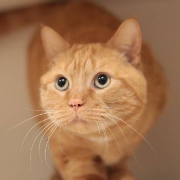 Domestic Short Hair Cats Available for Adoption in Philadelphia, Pennsylvania - Ollie | PetCurious