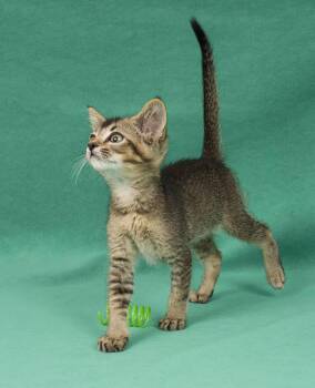 Lark -  Abyssinian and Domestic Short Hair Cat for Adoption in Davis, California - Lark | PetCurious