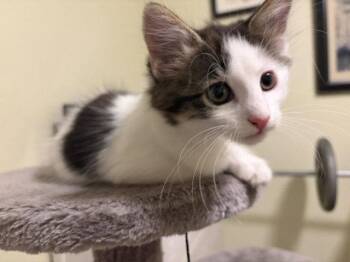 Panda -  Domestic Medium Hair Cat for Adoption in Denver, Colorado - Panda | PetCurious