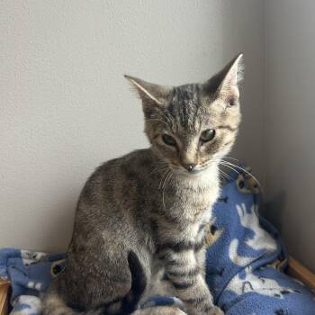 Ford -  Domestic Short Hair Cat for Adoption in Seward, Nebraska - Ford | PetCurious