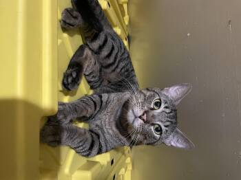 Rescue Domestic Short Hair and Tabby Cats for Adoption - Led Zeppelin | PetCurious