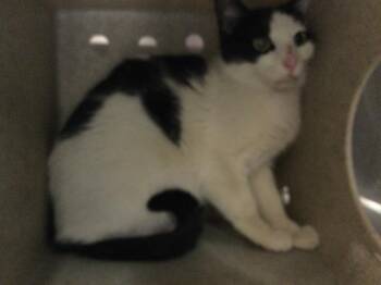 Domestic Short Hair Cats Available for Adoption in Thousand Palms, California - ADDIE | PetCurious