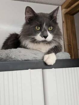 Rescue Domestic Long Hair and Domestic Short Hair Cats for Adoption in Shohola, Pennsylvania - Spud | PetCurious