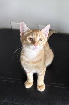 CHEEZ-IT -  Domestic Short Hair Cat for Adoption in Westminster, Maryland - CHEEZ-IT | PetCurious