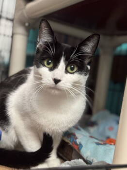 Rescue Domestic Short Hair Cats for Adoption - Zara | PetCurious
