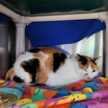 Domestic Short Hair Cats Available for Adoption - Whimsy | PetCurious