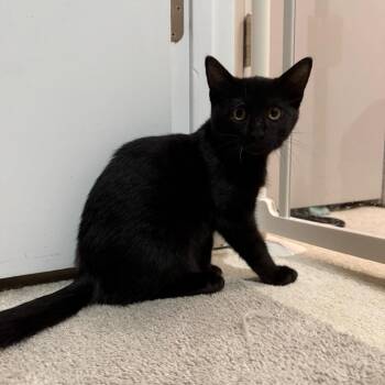 Gator -  Domestic Short Hair Cat for Adoption in Kansas City, Missouri - Gator | PetCurious