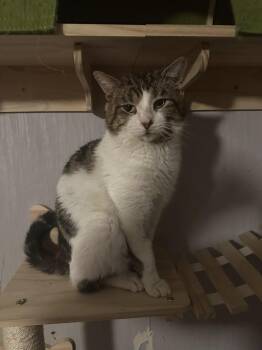 Rescue Domestic Short Hair and Tabby Cats for Adoption in Terre Haute, Indiana - George | PetCurious